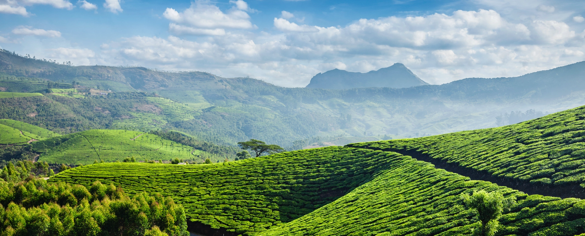 Copper Castle, Munnar